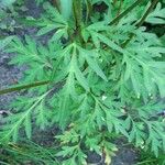 Cosmos sulphureus Blad