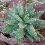 Aloe brevifolia Leaf