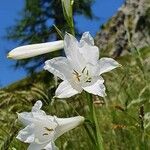 Paradisea liliastrum Flower