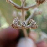 Argophyllum latifolium ഫലം