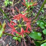 Lycoris radiata 花