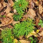 Diphasiastrum complanatum Likasa