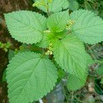 Laportea aestuans Leaf