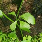 Ranunculus abortivus Feuille