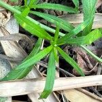 Senecio madagascariensis Levél