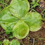 Costus spectabilis Листок