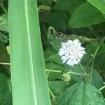 Melanthera nivea Flower