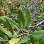 Photinia arbutifolia Blad