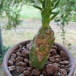 Tephrocactus verschaffeltii Blatt