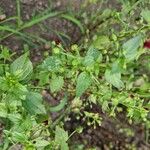 Scrophularia peregrina Habit