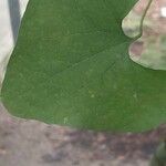 Aristolochia littoralis Leaf