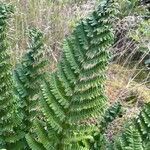 Dryopteris borreri Blad