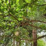 Ficus auriculata Hábitos