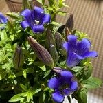 Gentiana septemfida Blodyn