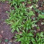 Carex plantaginea Leaf