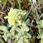 Teucrium rouyanum Žiedas