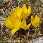 Sternbergia sicula आदत