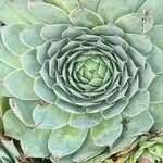 Sempervivum calcareum Leaf