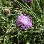 Centaurea decipiens Flor