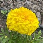 Tagetes erectaBloem