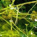 Ranunculus trichophyllus Leaf