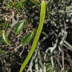 Plectaneia thouarsii 果実