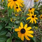 Rudbeckia triloba Habitatea