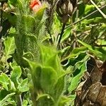 Crossandra massaica Fruit