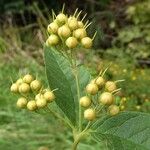 Lysimachia vulgaris Fruto