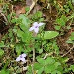 Houstonia micrantha Цвят