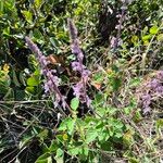 Orthosiphon rubicundus Blomst