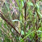 Utricularia subulata Kůra