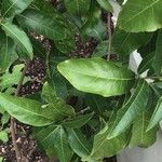 Petrea volubilis Leaf