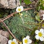 Saxifraga caesiaЛист