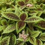 Pilea involucrata Кветка