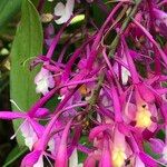 Epidendrum porphyreum Kvet