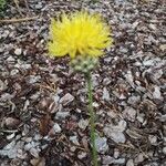 Centaurea rupestris Flower