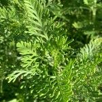 Lavandula canariensis Feuille