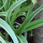 Hypoxis hirsuta Foglia