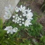 Allium neapolitanum Virág