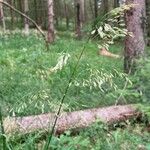 Festuca altissima Blomma