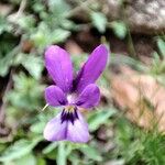 Viola bubanii Цвят