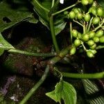 Psychotria panamensis Nyingine
