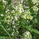 Galium mollugo Blüte