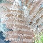 Jacaranda mimosifolia 叶