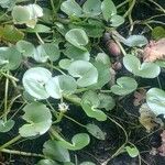 Heteranthera reniformis Likasa