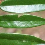 Xylopia crinita 葉