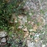Arenaria serpyllifolia Virág