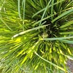 Lomandra longifolia Yaprak