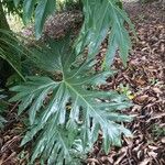 Philodendron bipinnatifidum পাতা